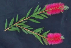 Bottlebrush, Seeds From Callistemon ‘Purple Splendour’ Seeds -Plants Shop Callistemon ‘Purple Splendour – C. salignus x 010116 2