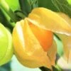 Cape Gooseberry Seedling Plants -Plants Shop Cape Gooseberry 2