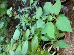 Cape Gooseberry Seedling Plants -Plants Shop Cape Gooseberry