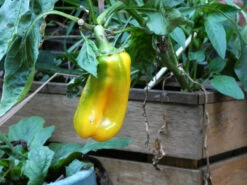 Yellow Capsicum ‘Amigo Gold’ – Capsicum Annuum Seeds -Plants Shop Capsicum annun – Capsicum ‘Yellow
