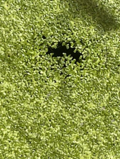 Other Common Duckweed – Lemna Minor, Pond Weed, Duck Weed Seeds -Plants Shop Common Duckweed Lemna minor Pond weed Duck weed a