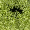 Other Common Duckweed – Lemna Minor, Pond Weed, Duck Weed Seeds -Plants Shop Common Duckweed Lemna minor Pond weed Duck weed b