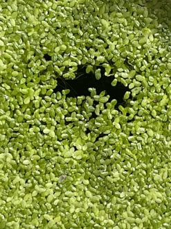 Other Common Duckweed – Lemna Minor, Pond Weed, Duck Weed Seeds