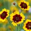Mixed Coreopis Seeds -Plants Shop Coreopsis