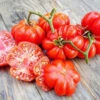 Tomato Costa Luta Seeds -Plants Shop Costaluta