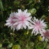 Crepis Rubra – Hawksbeard Seeds -Plants Shop Crepis rubra – Hawksbeard fI
