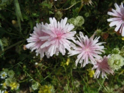 Crepis Rubra – Hawksbeard Seeds