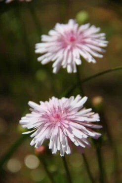Crepis Rubra – Hawksbeard Seeds -Plants Shop Crepis rubra – Hawksbeard fI a