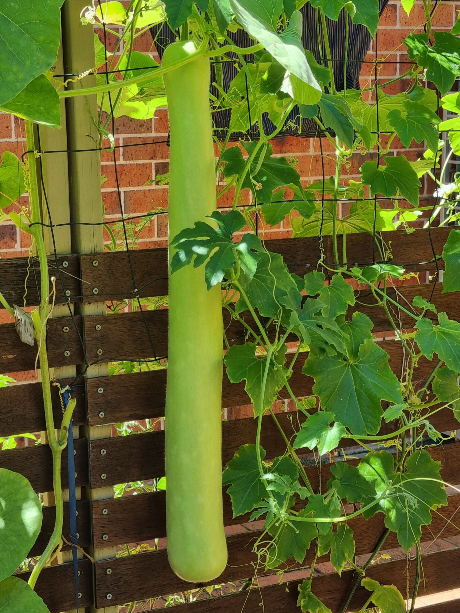 Cucuzza, New Guinea Bean, Cucuzza Squash Seeds 3 Cucuzza, New Guinea Bean, Cucuzza Squash Seeds