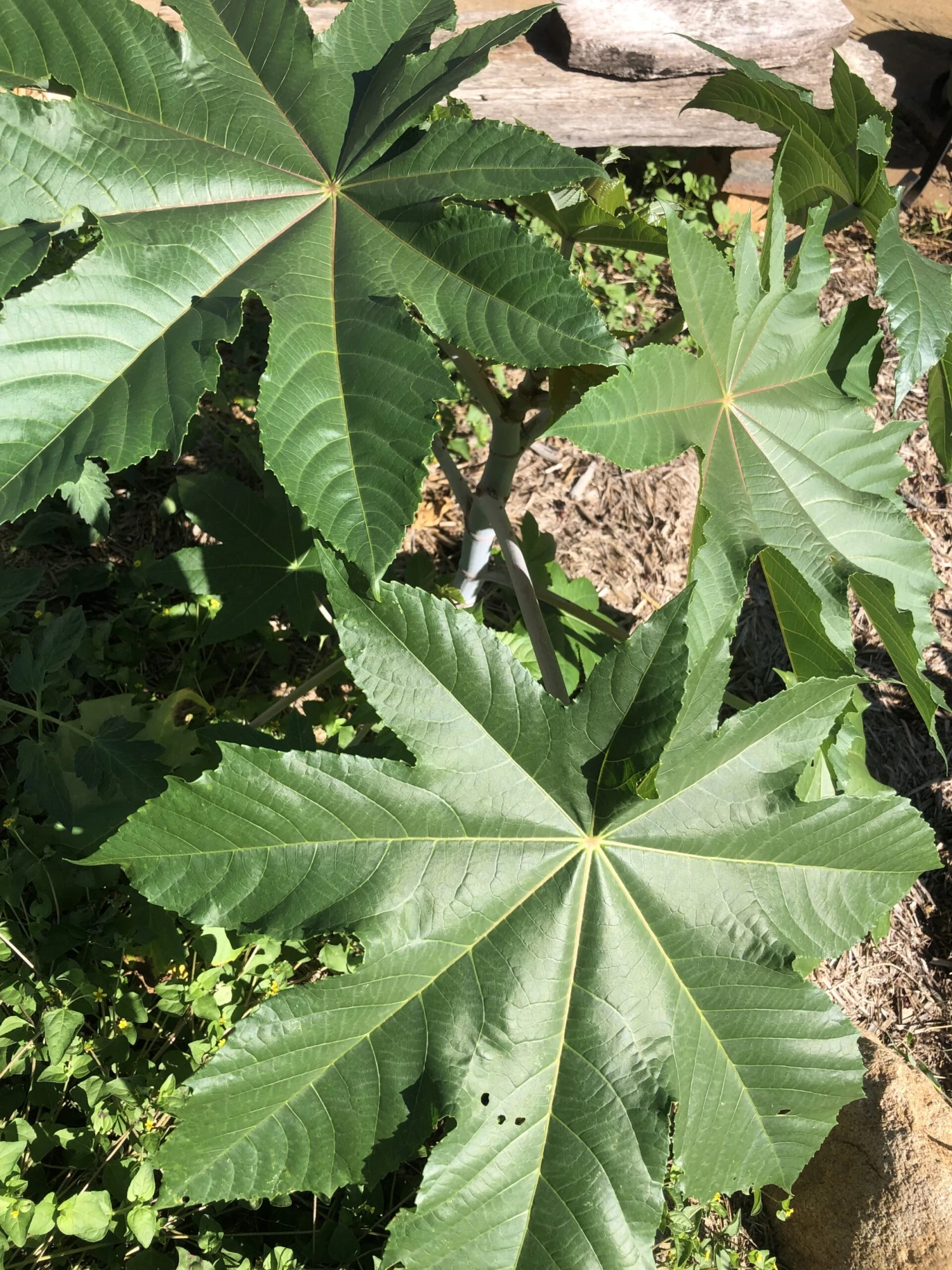 Other Castor Oil Seed Ricinus Communis Seeds 3 Other Castor Oil Seed Ricinus Communis Seeds