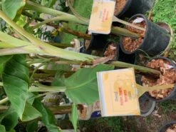 1 Dwarf Asian Sugar Banana Plant -Plants Shop DASB 1