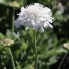 Scabiosa Pincushion Snowwhite Seeds 2 Scabiosa Pincushion Snowwhite Seeds -Plants Shop DB4EE757 F8E3 46FC A485 6D2B36102FF3