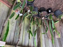 2 Yellow Skin White Flesh (YSWF) Dragon Fruit Plants -Plants Shop DF 4