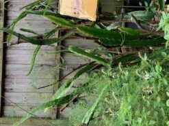 2 Red Skin Red Flesh (RSRF) Dragon Fruit Plant -Plants Shop DF 5 1