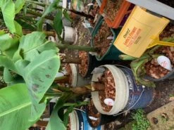 1 Dwarf Ladys Finger Banana (DLFB) Plant -Plants Shop DLFB 1