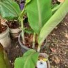 1 Dwarf Ladys Finger Banana (DLFB) Plant -Plants Shop DLFB2