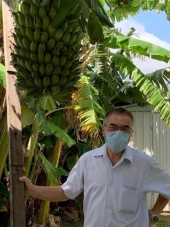 1 Dwarf Ladys Finger Banana (DLFB) Plant -Plants Shop DLFB3