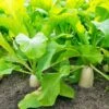 Daikon Radish Bulk 10g Packet Seeds -Plants Shop Daikon 1