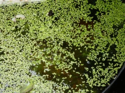Other Common Duckweed – Lemna Major, Pond Weed, Duck Weed Seeds