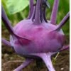 Other Purple Kohlrabi Seeds -Plants Shop E8264741 1B37 4035 A371 D50844214762 scaled 1