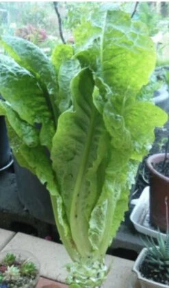 Celtuce/Salad Asparagus/Diếp Thơm Seeds