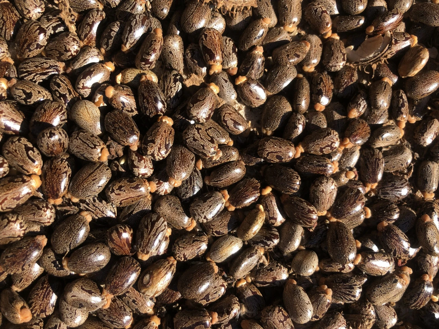 Other Castor Oil Seed Ricinus Communis Seeds 4 Other Castor Oil Seed Ricinus Communis Seeds - Image 2