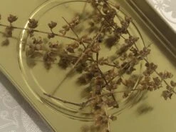 Organic Basil- Krishna Tulsi Seeds -Plants Shop EFBC8EBA 433B 4927 9274 F4E5D5989CEA scaled 1