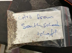 Eucalyptus Citriodora – Lemon Scented Gum, Salmon Trunk Seeds -Plants Shop Eucalyptus citriodora seed the good one re bagged 2022a