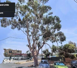 Eucalyptus Citriodora – Lemon Scented Gum, Salmon Trunk Seeds -Plants Shop Eucalyptus citriodoras at Gunnedah NSW 2022