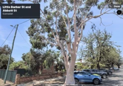 Eucalyptus Citriodora – Lemon Scented Gum, Salmon Trunk Seeds -Plants Shop Eucalyptus citriodoras at Gunnedah NSW 2022a 1