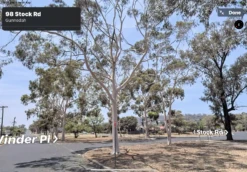 Eucalyptus Citriodora – Lemon Scented Gum, Salmon Trunk Seeds -Plants Shop Eucalyptus citriodoras at Gunnedah NSW 2022a 3