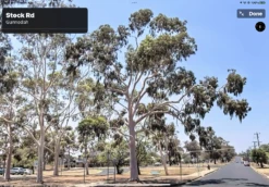 Eucalyptus Citriodora – Lemon Scented Gum, Salmon Trunk Seeds -Plants Shop Eucalyptus citriodoras at Gunnedah NSW 2022a 4