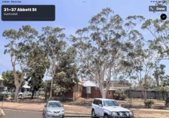 Eucalyptus Citriodora – Lemon Scented Gum, Salmon Trunk Seeds -Plants Shop Eucalyptus citriodoras at Gunnedah courthouse NSW 2022a