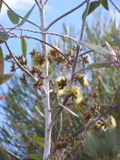 Eucalyptus Desmondensis – Desmond’s Mallee Seeds 13 Eucalyptus Desmondensis – Desmond’s Mallee Seeds -Plants Shop Eucalyptus desmondensis Desmonds Mallee 1
