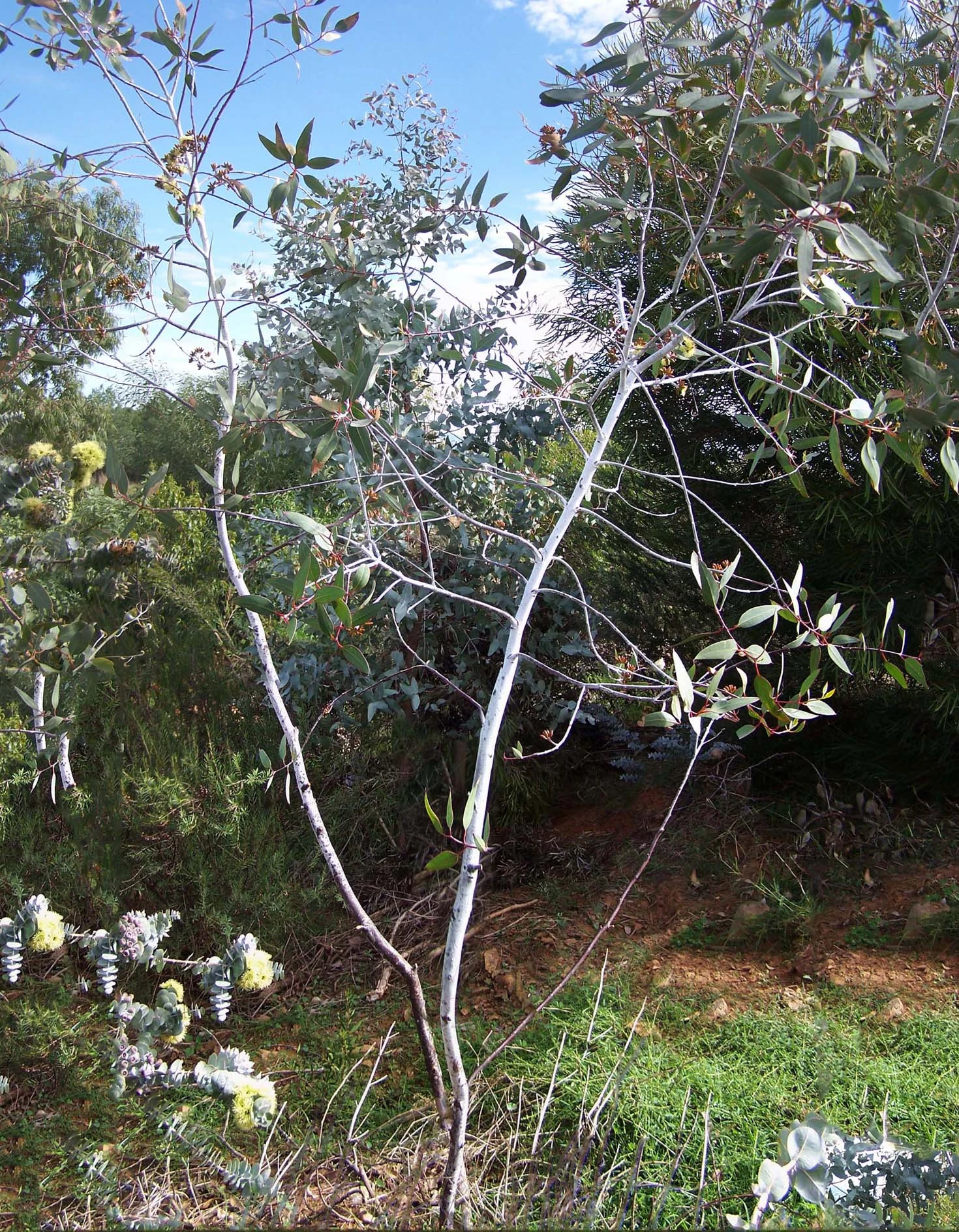 Eucalyptus Desmondensis – Desmond’s Mallee Seeds 4 Eucalyptus Desmondensis – Desmond’s Mallee Seeds - Image 2