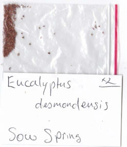 Eucalyptus Desmondensis – Desmond’s Mallee Seeds 11 Eucalyptus Desmondensis – Desmond’s Mallee Seeds -Plants Shop Eucalyptus desmondensis Desmonds Mallee SEED