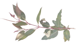 Eucalyptus Ficifolia X Calophylla (Corymbia Ficifolia X Calophylla) Seeds -Plants Shop Eucalyptus ficifolia foliage 2