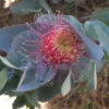 Eucalyptus Macrocarpa – Rose Of The West Seeds 1 Eucalyptus Macrocarpa – Rose Of The West Seeds -Plants Shop Eucalyptus macrocarpa – Rose of the West 2