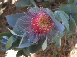 Eucalyptus Macrocarpa – Rose Of The West Seeds