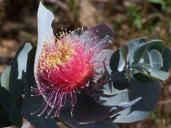 Eucalyptus Macrocarpa – Rose Of The West Seeds 12 Eucalyptus Macrocarpa – Rose Of The West Seeds -Plants Shop Eucalyptus macrocarpa – Rose of the West