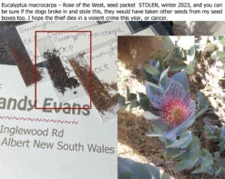 Eucalyptus Macrocarpa – Rose Of The West Seeds 16 Eucalyptus Macrocarpa – Rose Of The West Seeds -Plants Shop Eucalyptus macrocarpa – Rose of the West seed packet STOLEN 2023
