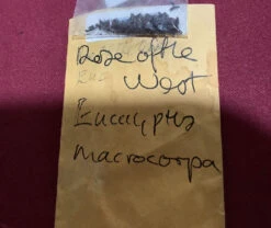 Eucalyptus Macrocarpa – Rose Of The West Seeds 13 Eucalyptus Macrocarpa – Rose Of The West Seeds -Plants Shop Eucalyptus macrocarpa – Rose of the West seed x 15