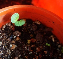 Eucalyptus Ptychocarpa Subsp. Aptycha – Swamp Bloodwood (Corymbia) (Hot Pink) Seeds -Plants Shop Eucalyptus ptychocarpa SEEDLING