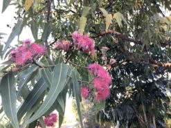 Eucalyptus Ptychocarpa Subsp. Aptycha – Swamp Bloodwood (Corymbia) (Hot Pink) Seeds -Plants Shop Eucalyptus ptychocarpa subsp. aptycha Swamp Bloodwood Corymbia