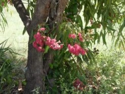 Eucalyptus Ptychocarpa Subsp. Aptycha – Swamp Bloodwood (Corymbia) (Hot Pink) Seeds -Plants Shop Eucalyptus ptychocarpa subsp. aptycha Swamp Bloodwood Corymbia seed x100 Australian Native HOT PINK RED Gin Gin Rd 11 scaled 1