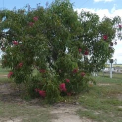 Eucalyptus Ptychocarpa Subsp. Aptycha – Swamp Bloodwood (Corymbia) (Hot Pink) Seeds -Plants Shop Eucalyptus ptychocarpa subsp. aptycha Swamp Bloodwood Corymbia seed x100 Australian Native HOT PINK RED Gin Gin Rd 15