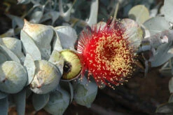 Australian Bush Rose (Eucalyptus Macrocarpa) Seeds