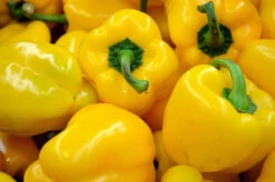 Yellow Capsicum ‘Amigo Gold’ – Capsicum Annuum Seeds -Plants Shop F11BD0B5 BA50 4D3F A873 075CC507492A