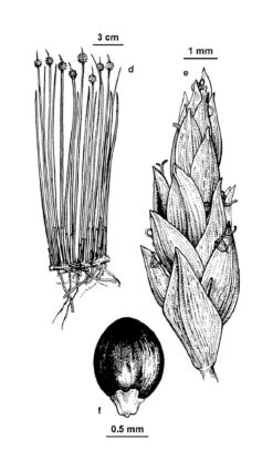 Ficinia Nodosa – Knobby Club-rush Seeds 10 Ficinia Nodosa – Knobby Club-rush Seeds -Plants Shop FOV2 fig065d f