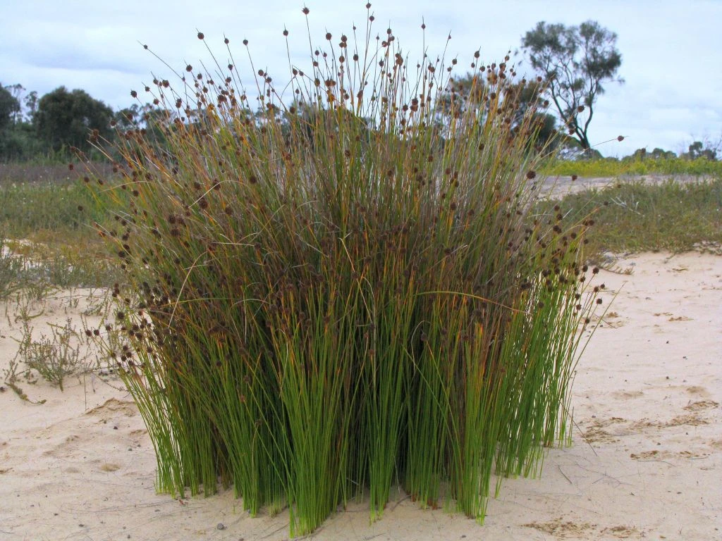 Ficinia Nodosa – Knobby Club-rush Seeds 8 Ficinia Nodosa – Knobby Club-rush Seeds - Image 6